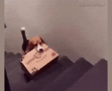 箱子滚下去的那一刻，狗狗的心是崩溃的。 - When the box rolled down, the heart of the dog collapsed.