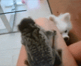 小婊砸，来抓我呀，来啊来啊 - Little bitch, come and grab me. Come on.