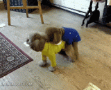 泰迪不堪受辱，强势翻身上位 - Teddy was unbearable and had a strong turn over