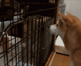 当喵占了汪的窝，汪居然来了这招 - When the meow was in the woof's nest, Wang came to this trick