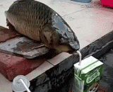 This is your last meal. Hurry up to eat and drink.,这是你最后一餐，赶紧吃饱喝足，要下油锅了