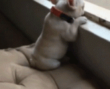 如何治愈一只有心事的小家伙...... - How to cure a little guy who has only a heart.