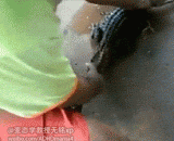 Play the crocodile, the nasal cartilage is broken,调戏鳄鱼的下场，鼻软骨碎了吧