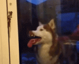 A Kazakhstan, who was shut out, told the owner that he wanted to go home two.,一只被关在外面的二哈是这样告诉主人自己想回家的