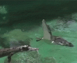 鳄鱼的跳跃力 - The leaping force of the crocodile