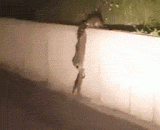 A crisp face to the wall,干脆面君翻墙