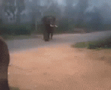 Elephant: help, that dog is going to eat me!,大象：救命，那只狗要吃了我！