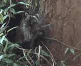 The raccoon mother taught her children how to climb the lovely tree [5P],浣熊妈妈教她的孩子如何爬树的可爱过程[5P]
