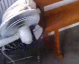 猫片现场，会玩！ - Cat movie scene, play!