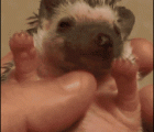 好可爱的刺猬 - A lovely Hedgehog