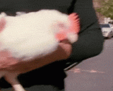 Twist the head of the chicken and go back to magic magic!,把鸡头扭掉又装回去 神奇的魔术！