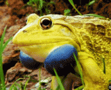 India bullfrog,印度牛蛙