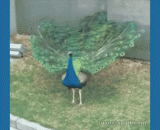 孔雀开屏，好美丽！ - The peacock opens the screen, so beautiful!