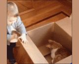 笨手笨脚的！喵了个咪，吓死朕了！ - Clumsy! Meow mew, frighten me!