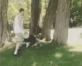 Cross the wall of the wall! So, my dog,飞檐走壁汪！厉害了，我的狗