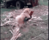 Hello! Is a demon zero? I want to call the police,喂！妖妖零吗？我要报警