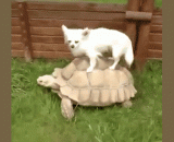 Gif motion picture [5P] of a variety of turtles,各种龟星人被骑的gif动图[5P]