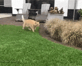 On the importance of agility,论身手敏捷的重要性