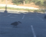 千万不要随便挑衅你鹅姐… - Never provoke your goose.