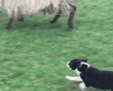 不愧是牧羊犬，天生的技能~ - It's a shepherd dog, a natural skill.
