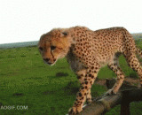 卧了个槽，豹子差点掉到车里，吓尿了 - Lying in a slot, the leopard almost fell into the car and scared the urine.