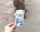 The monkey went back at night and had no food to eat,这猴子晚上回去没饭吃了