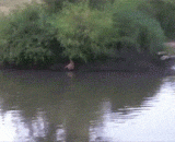 非洲野狗吃斑羚，饿狗扑食，好凶残 - The African wild dog eats the elodies, the hungry dog flutter, and is very ferocious