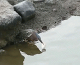 A bird fishing by the river is simply [5P].,一只鸟在河边用吃的钓鱼，这简直是成精了[5P]