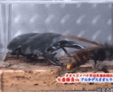 锹甲虫秒杀大黄蜂，拦腰斩断，毫不费力 - Spade beetles kill bumblebees, cut them short, and effortlessly.