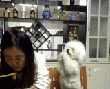 铲屎的！我TM都拜了这么久了…倒是给我一口啊！气死我了！ - Shovel shit! I've been doing this for a long time, TM. Give me a bite. It ticks me off！