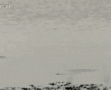 Ducks show you light water drifting,鸭儿给你展示轻功水上漂