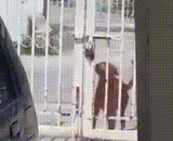 The witty Wang star will open the door,机智的汪星人会开门