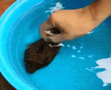 神奇的河豚鱼，很好玩的样子 - Magic fish fish, it's fun