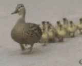 When a duck meets a Typhoon... Do not go out shopping in such a strong wind.,当鸭子遇到台风....这么大风就不要出来逛街了