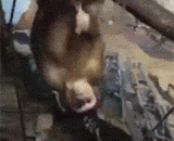 The Russian monkey hangs over the plane. It's too cold for Russia to warm up.,俄国猴子倒悬打飞机，俄国太冷了，需要暖暖身