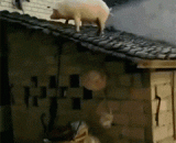 母猪上树我知道，上房是几个意思啊 - The sow on the tree I know, the house is a few meaning ah