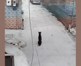 Thieves, strongly condemn this kind of behavior!,盗狗贼，强烈谴责这种行为！