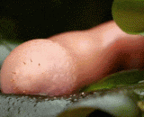 You look good and beautiful,海肠你长得好漂亮