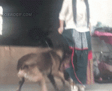 Main silver, this skirt is poisonous.,主银，这裙子有毒...