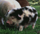 好萌的猪猪... - Good budding pig and pig...