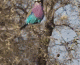 Balance of sling days,吊炸天的平衡性