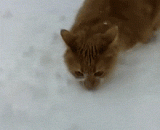 喵了个咪的，憋跑！你敢说你最后那一爪子不是故意的 - Meow mew, run! You dare say that your last paw was not deliberate