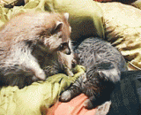 Baby, I'm here, you need to sleep well... Raccoon sprouted dead.,宝贝有我在，你要好好睡一觉.....浣熊萌死了