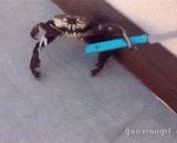 The crabs will take a knife in this age,这个年代连螃蟹都会拿刀了