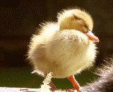 The moment of drowsiness in the small sprout, [11P],小萌物打瞌睡的瞬间，萌化了[11P]