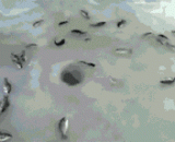 冬天捉鱼就是方便 - It is convenient to catch fish in winter