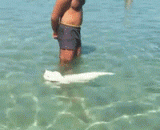 这大概就是传说中的白猫浮绿水吧！[2P] - This is probably the legendary white cat floating green water! [2P]