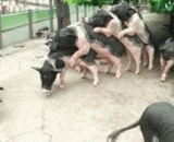 额……这是在玩儿……成语接猪？ - The amount... It's playing... Idioms pick up pigs?