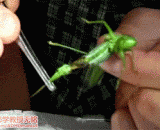 揪铁线虫，螳螂小小的屁股里面藏了好多只铁线虫啊 - There are many iron worms in the small buttocks of the mantis.
