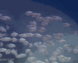 大鱼吃小鱼，这一口真爽！ - It's a delicious fish to eat small fish.